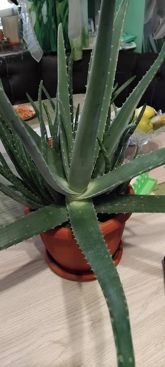 Продам комнатное растение