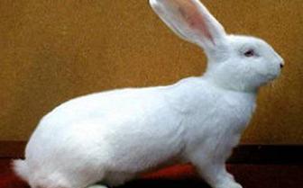 Буаз кояндар