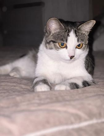 Кошечка Бэлла, 11 месяцев