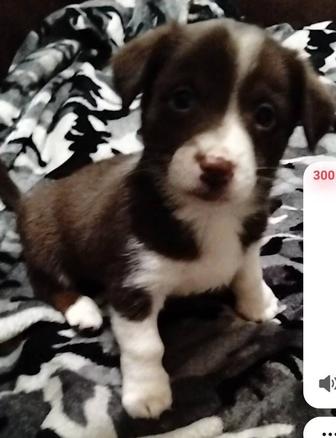 Щенки в добрые руки(бесплатно)!