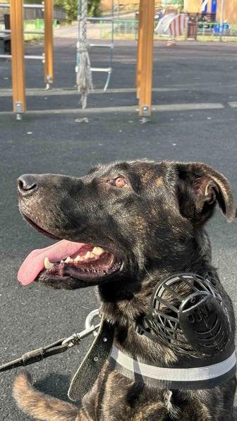 Собака ищет хозяина