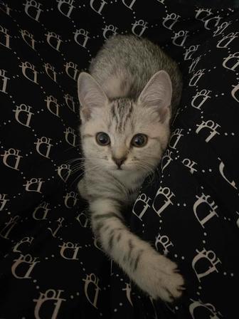 Продаю породистого котёнка