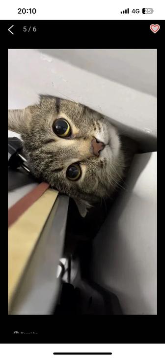 Ищем коту дом