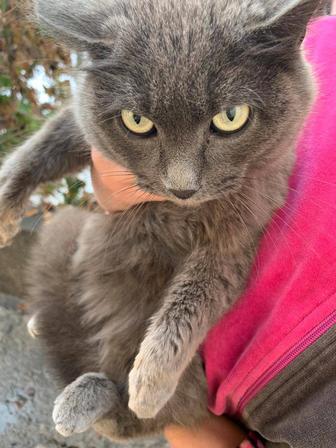 Британская кошечка ищет дом