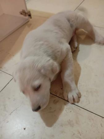 Щенок алабай