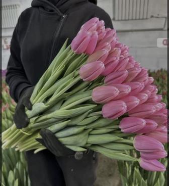 Продам тюльпаны к 8 марта