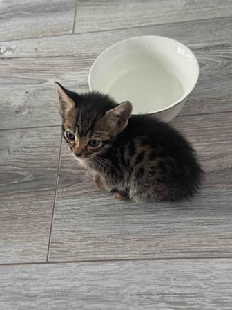 Котенок в добрые руки бесплатно (папа бенгальский)