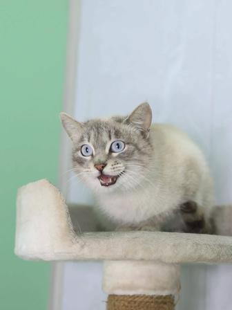 Отдам котенка в добрые руки.