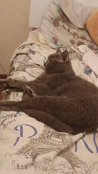 Отдам в хорошие руки кота