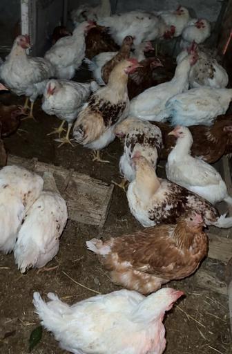 Куры Ломан браун и Ломан уайт