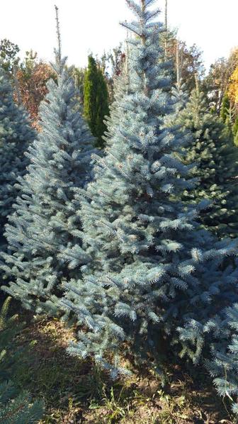 Продажа хвойных деревьев декоративные растения плодовые культуры