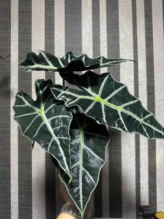 Алоказия Полли идеальная