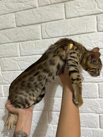 Продам бенгальского шикарного котенка