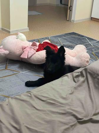 Продам щенка немецкой овчарки