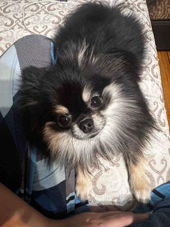 Отдадим в добрые и заботливые руки Шпиц померанский