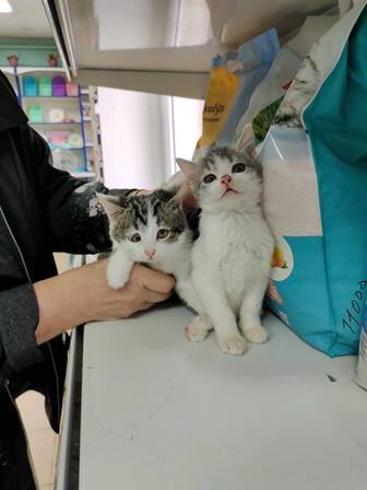 Отдам котят в добрые руки