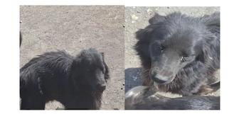 Помогите найти собаку!