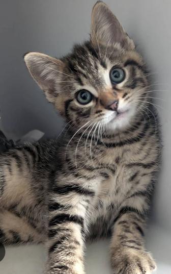 Возьму котенка-мальчика 1-1,5 мес. Серый полосатый, как на фото.