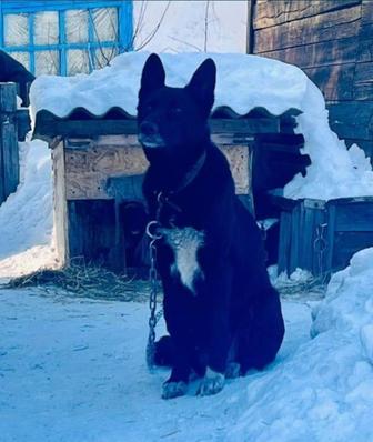 Отдам овчарку (помесь)в добрые руки