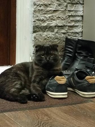 Отдам кота в хорошие руки