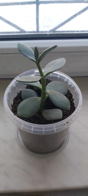 Денежное дерево.