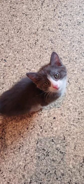 Котят в добрые руки