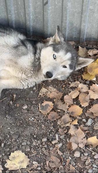 Нашли собаку Хаски