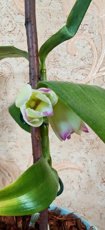 Продам дендробиум нобиле