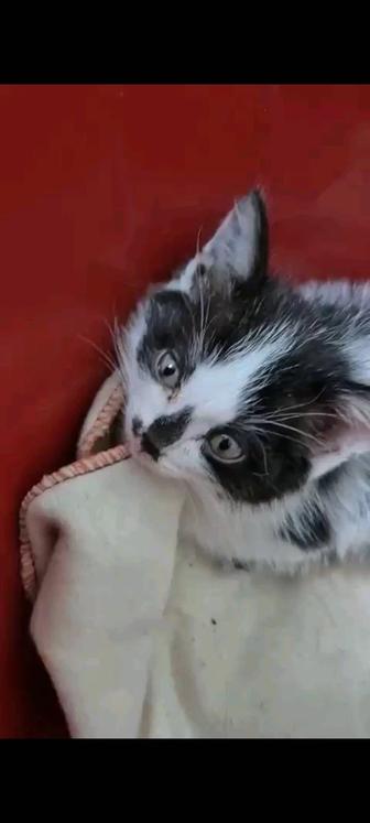 Передержка или дом котенку