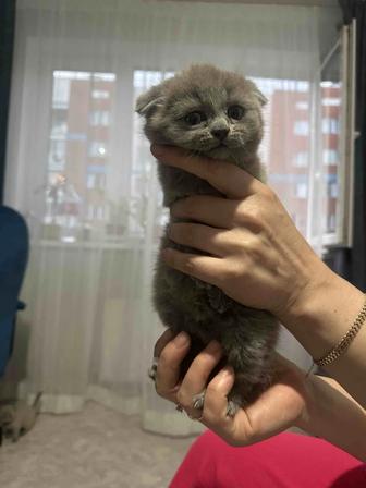 Шотландские вислоухие срочно