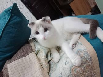 Отдам в хорошие руки кошку