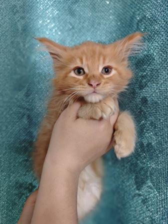 Котята Мейн Кун