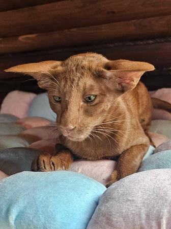 Ориентальная кошечка редкого окраса