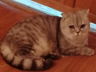 Британский Кошка