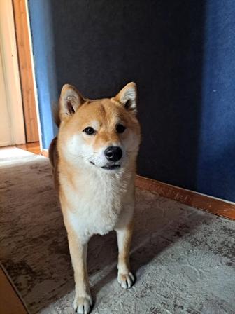 Отдам собаку Сиба Ину