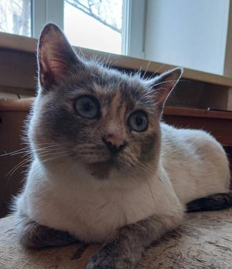 Кошечка Зося ищет добрые руки