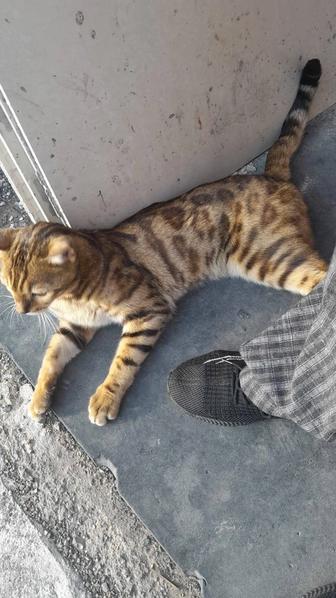 Бенгальский котик ищет дом