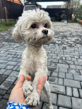 Найдена собака