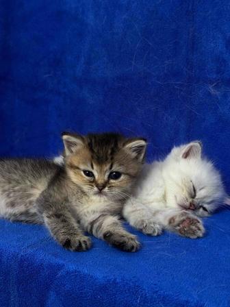 Британская золотая шиншилла короткошерстная