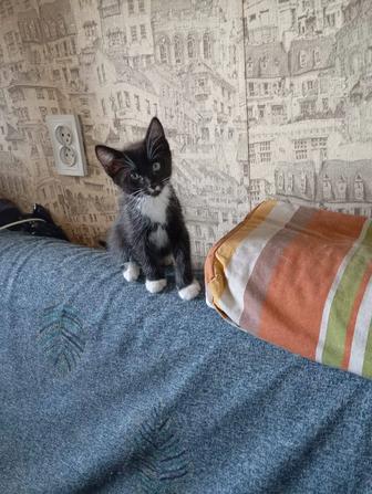 Бесплатно породистые котята.