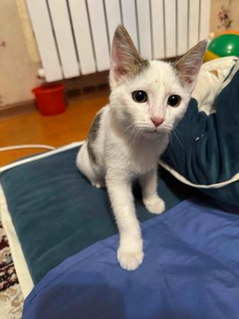 Кошки