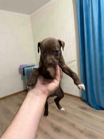 Продается девочка питбуль