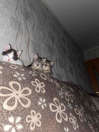 Отдам котят в хорошие заботливые руки