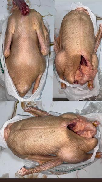 Домашнее мясо гуся