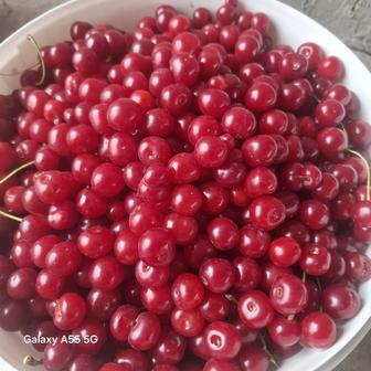 Продам вишню
