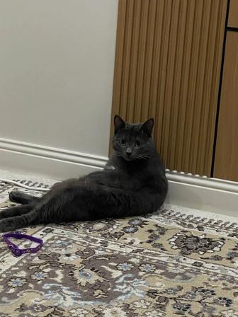 Продается британский кот, 10 месяцев, с лотком и переноской