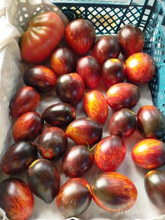 Помидоры дачные продам
