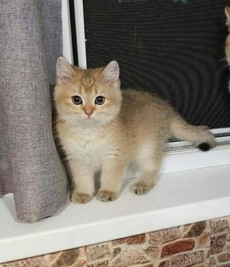 Шиншилята котята
