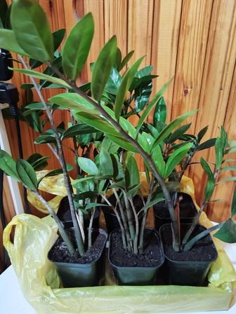 Цветок Замиокулькас.