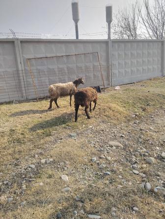 Екі бас қошқар сатылады